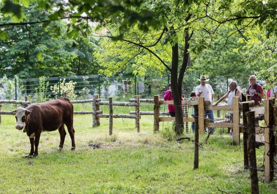 La Ferme de Maisons-Alfort 3