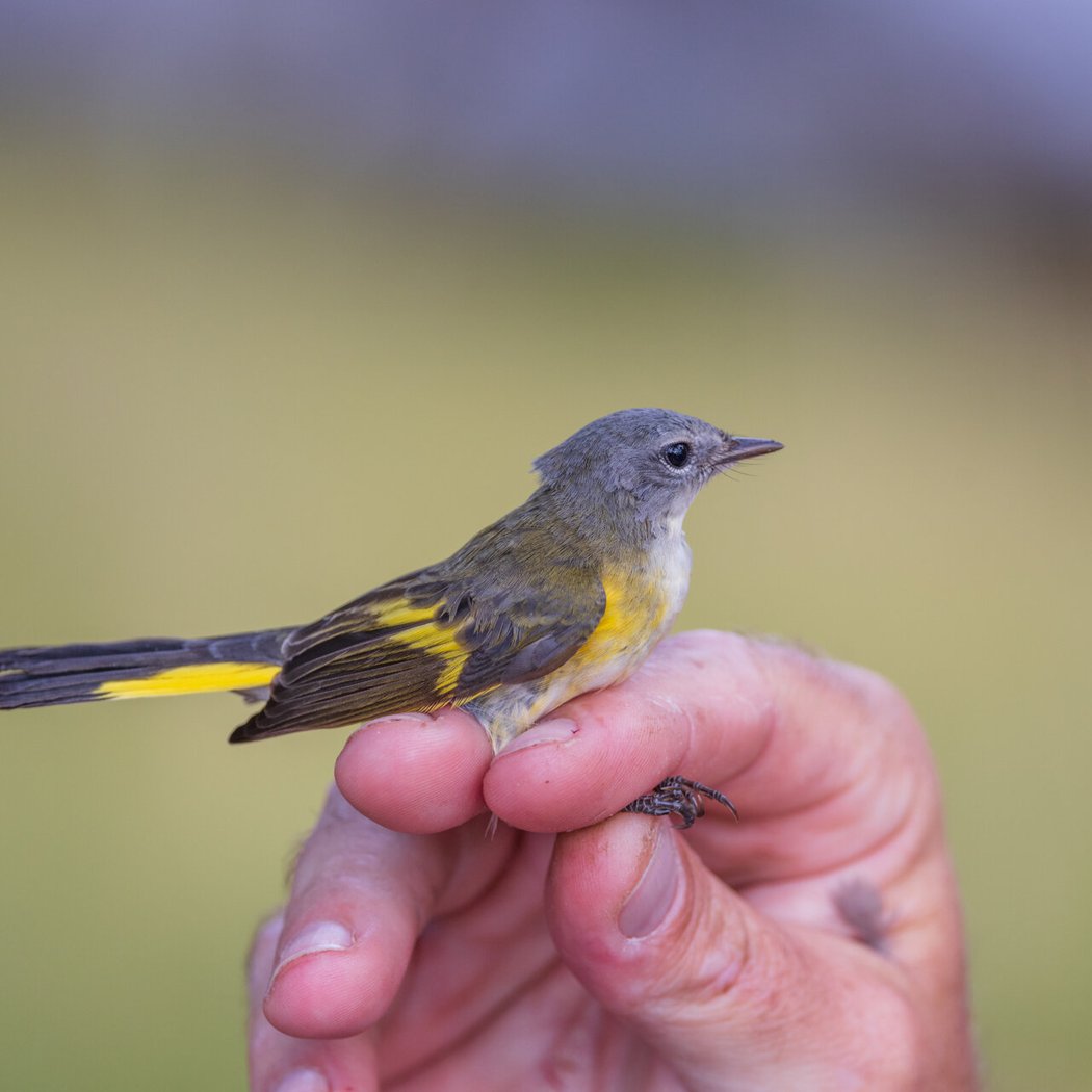 Bird Research in Action: Bird Banding