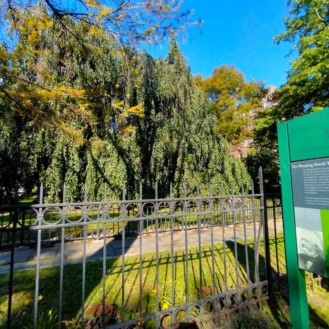 Weeping Beech Park 4