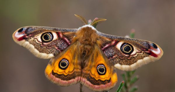 Moth Week 3