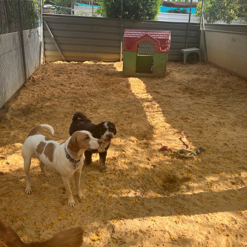 Pet Jilton Club 2