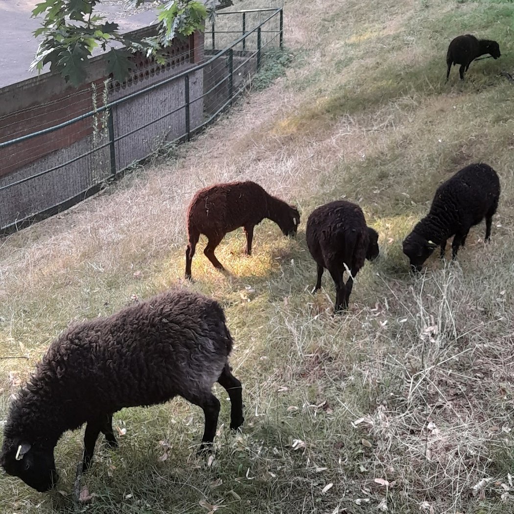 Educational Farm Du Parc Kellermann 3