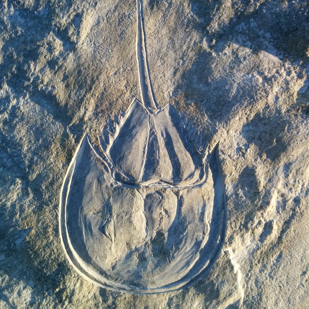 Rockaway Petroglyph 1