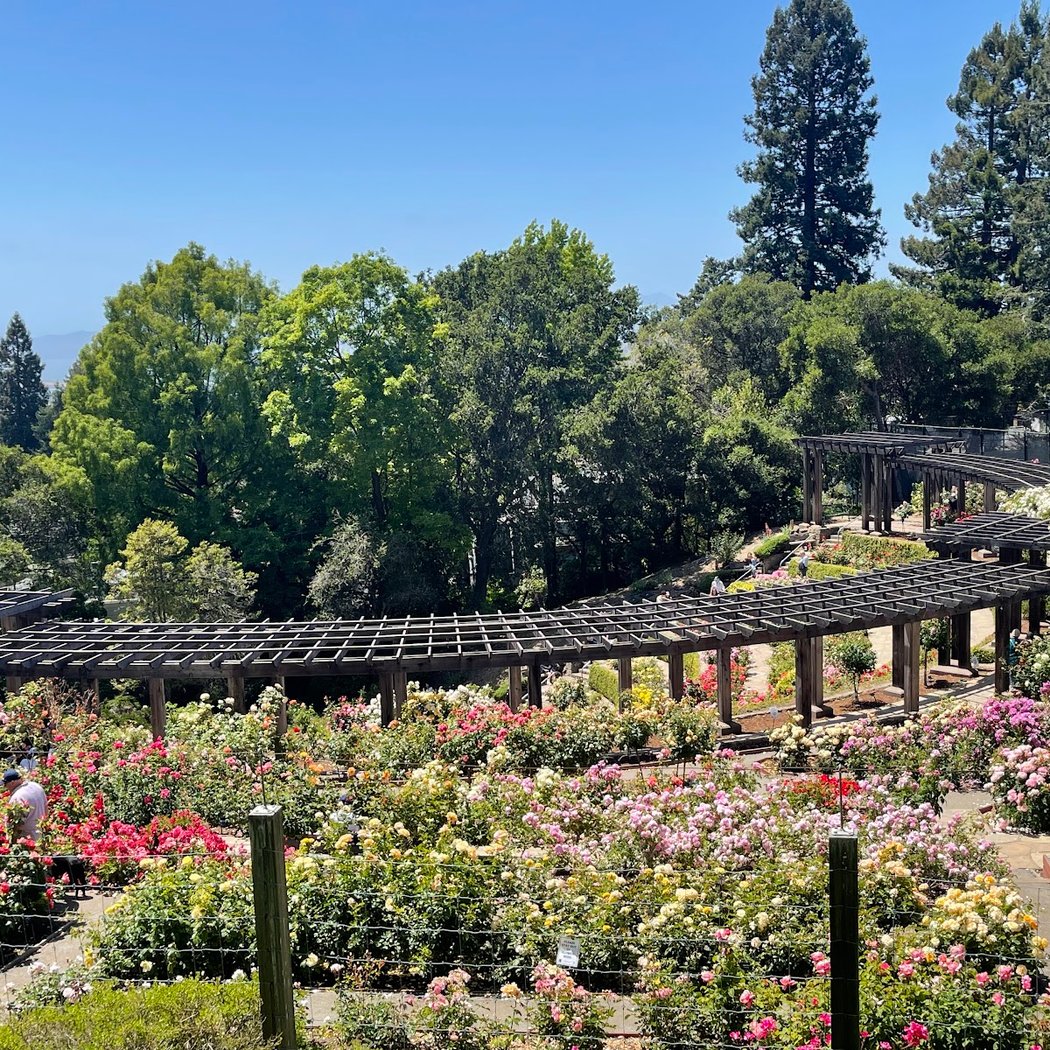 Pop-up Walk: Paths from the Rose Garden 2