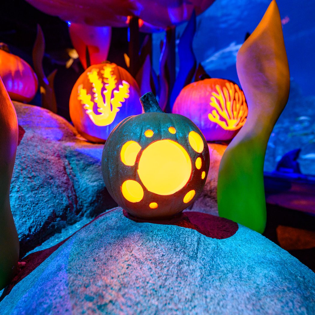 Fintastic Pumpkin Glow 2