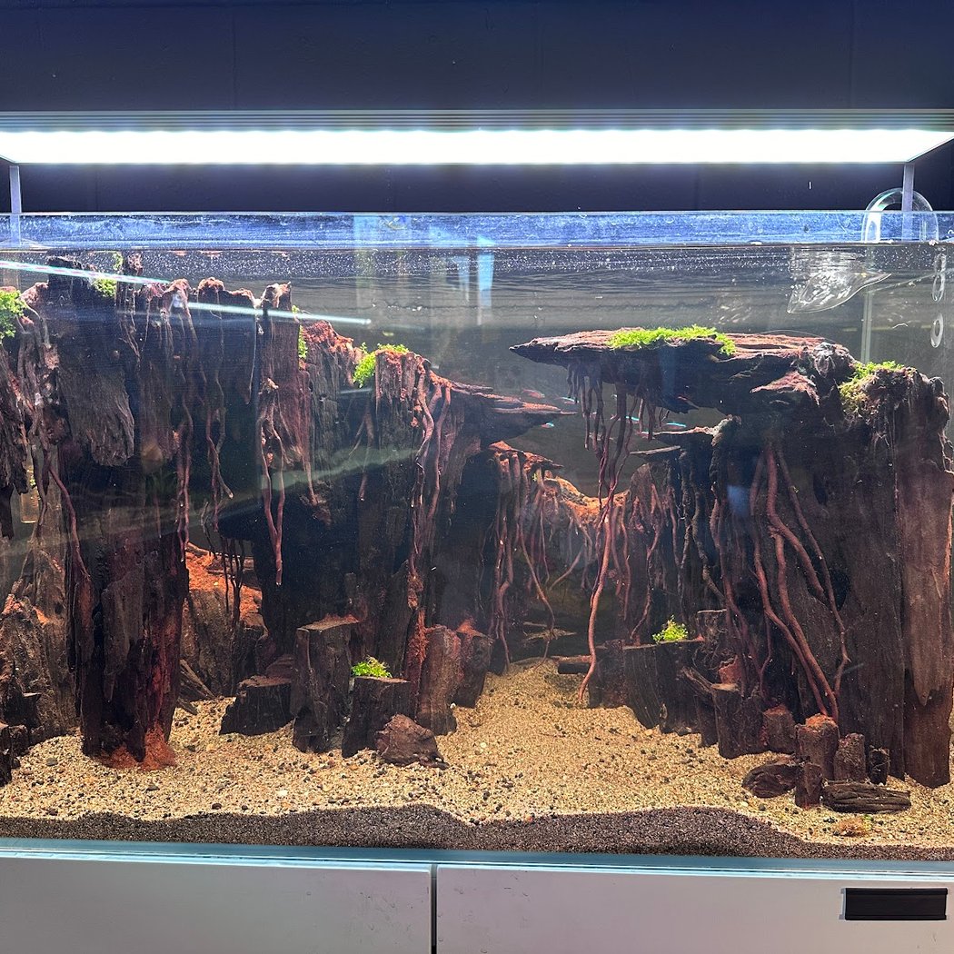 SF Aquatic 1