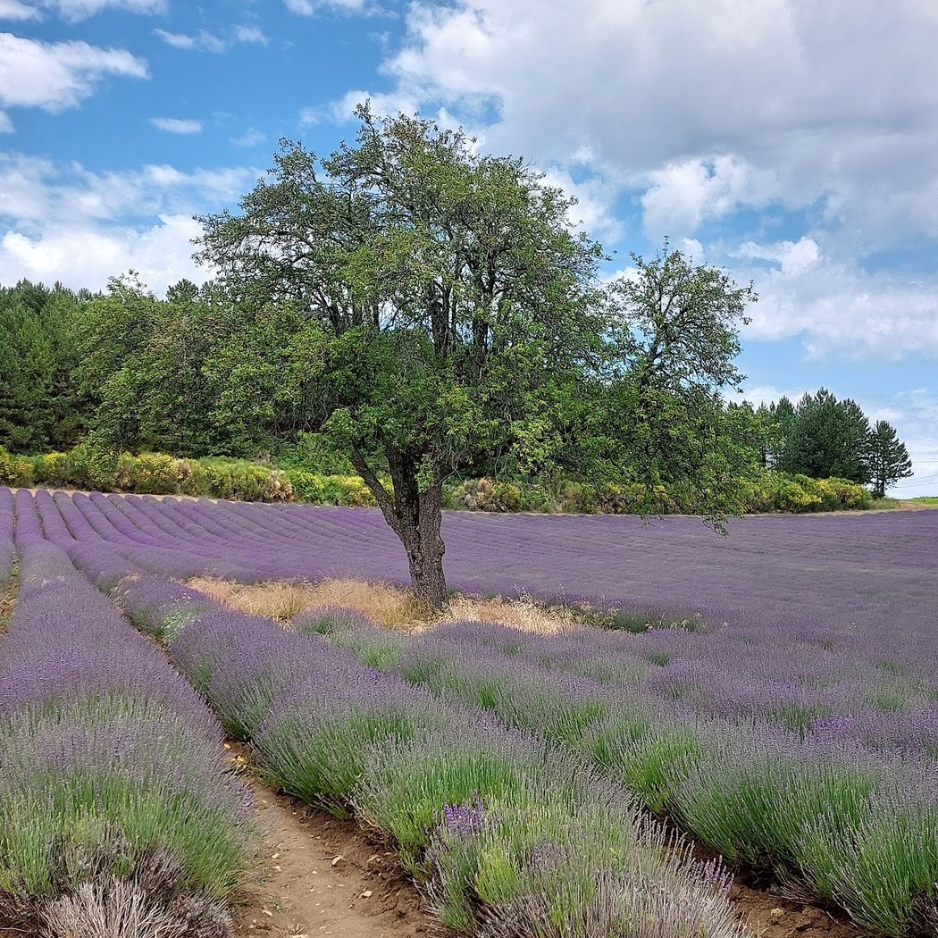 Lavender Trail 4