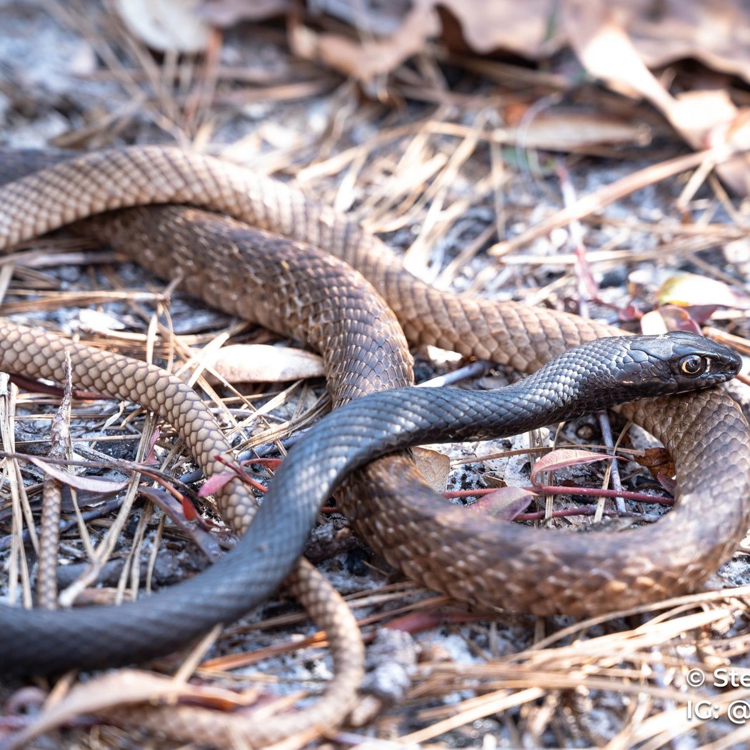 Snakes and Reptiles 3