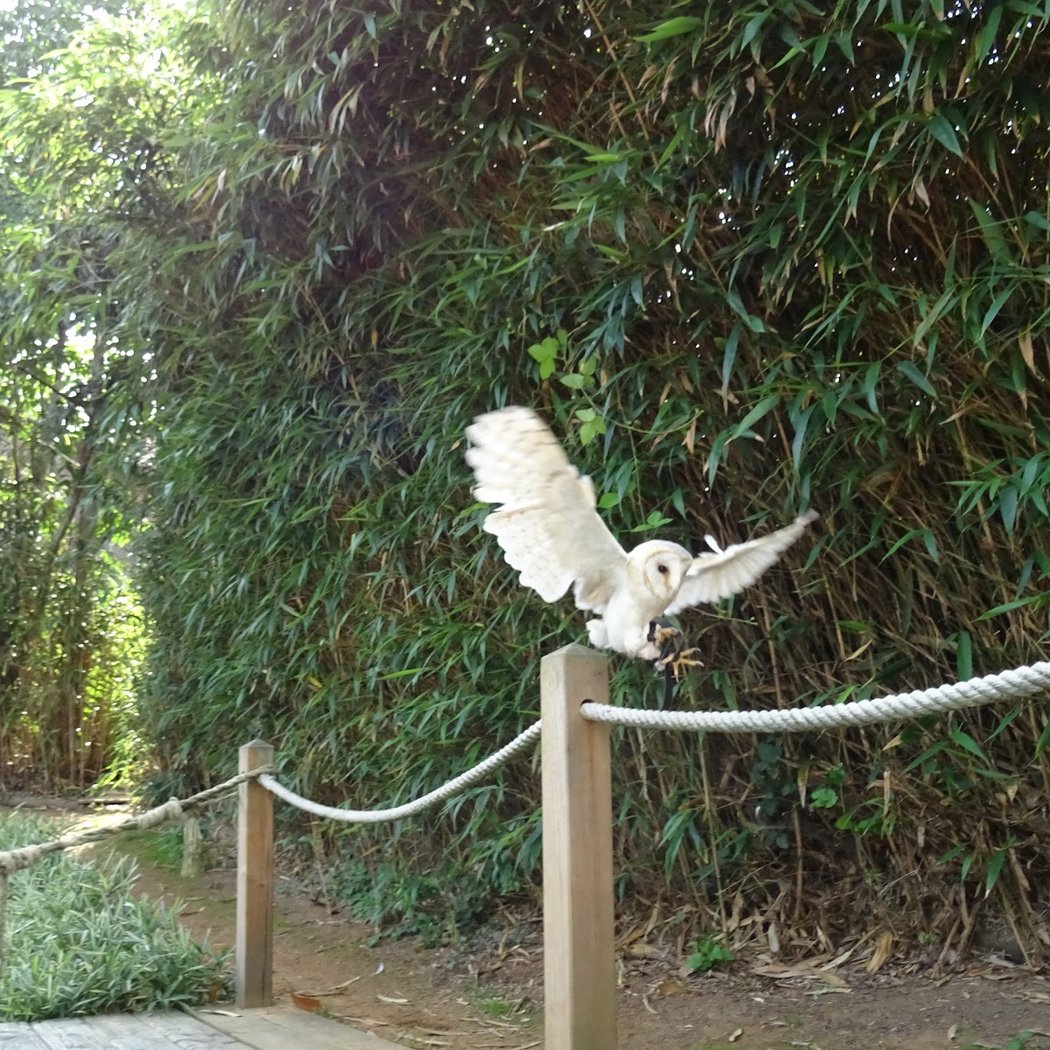 Spectacle des Oiseaux en Vol Libre 3