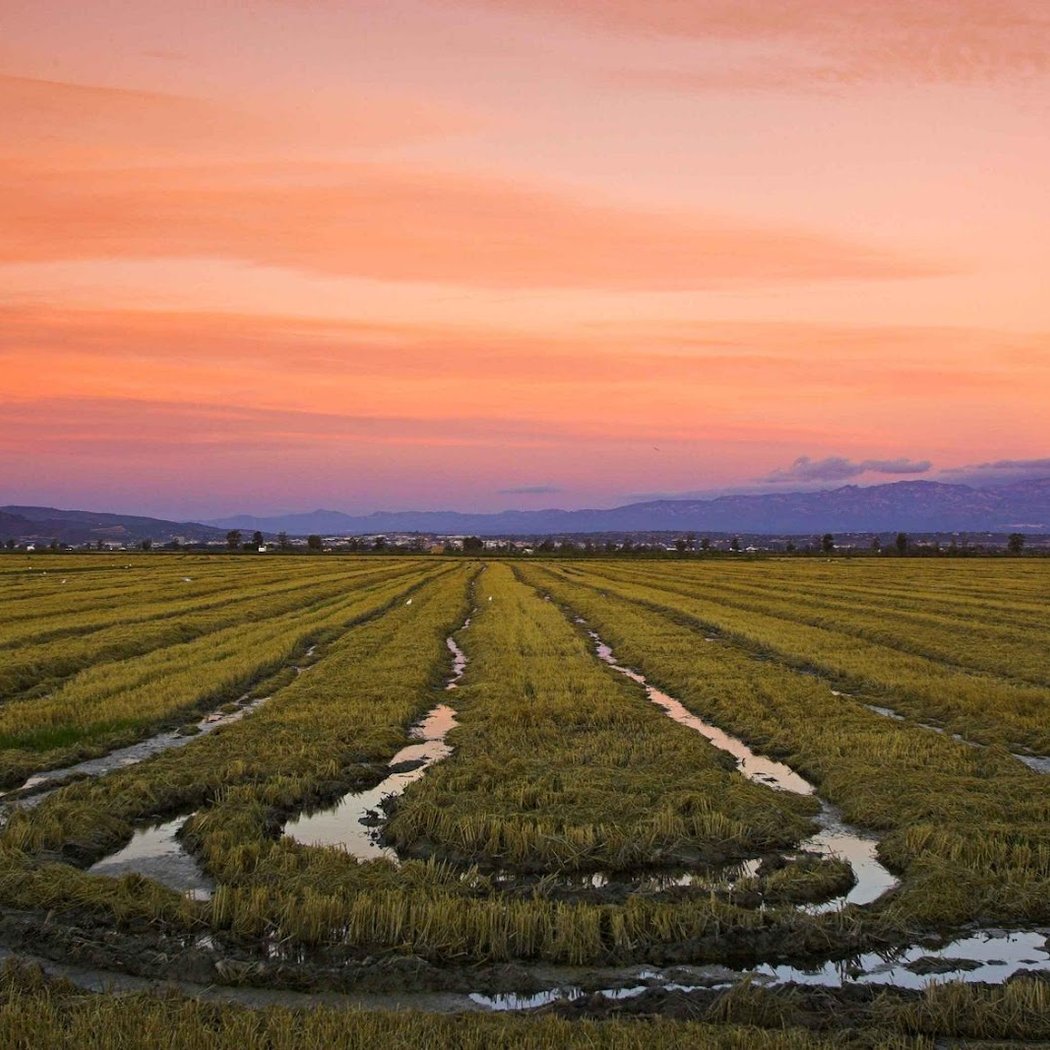 Ebro Delta Natural Park 1