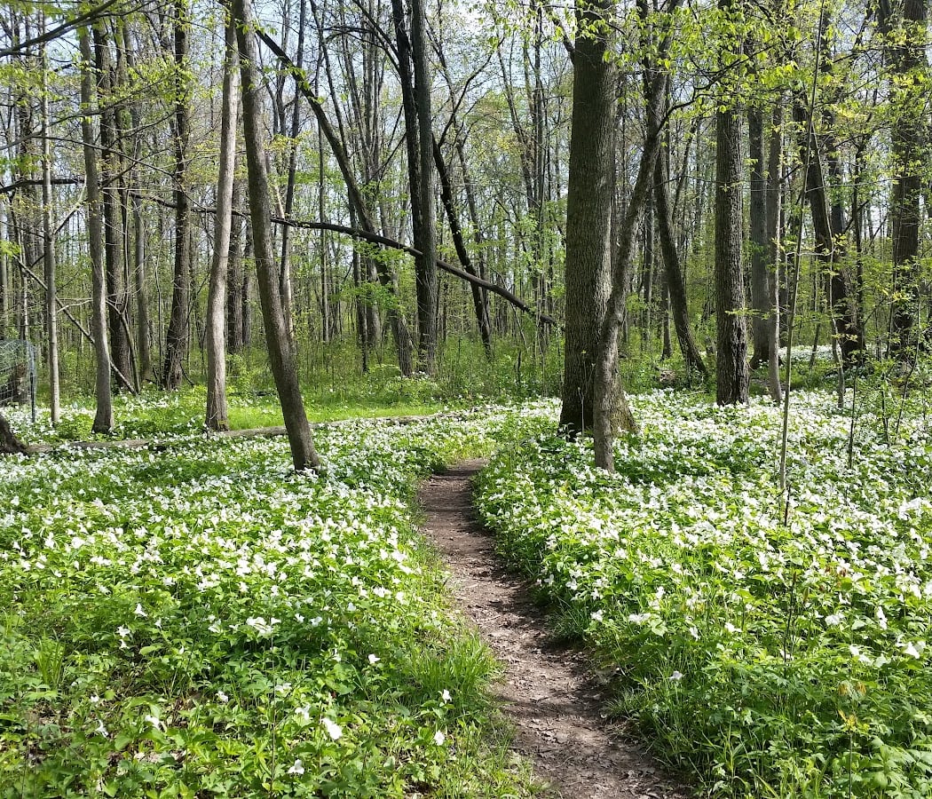 Meet Your Parks with Natural Area Preservation: Wildflower Walk 3