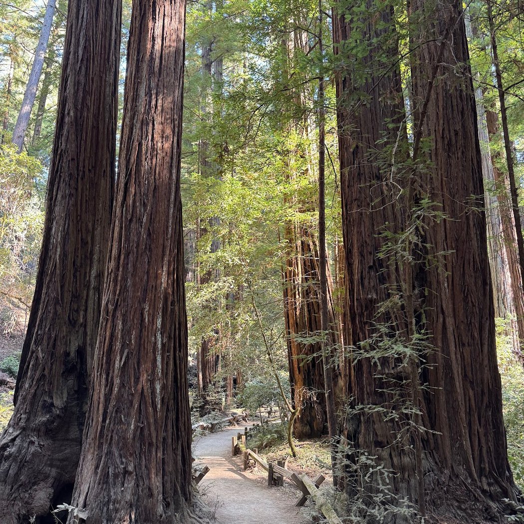 Free guided walks through Armstrong Redwoods 1