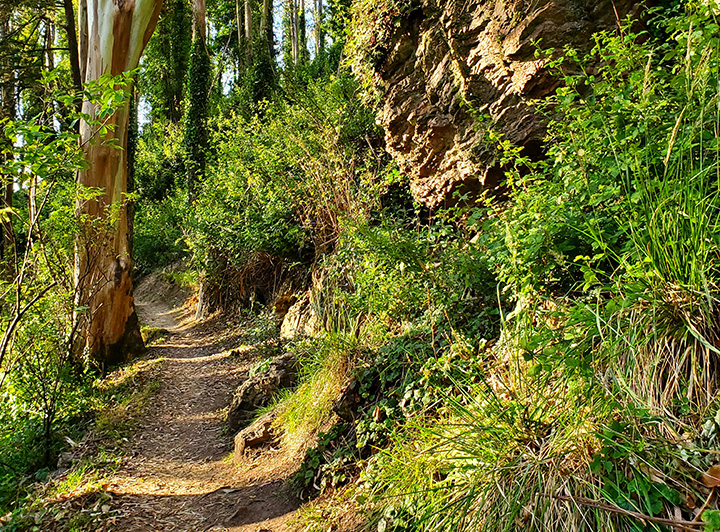 Sutro Forest 3