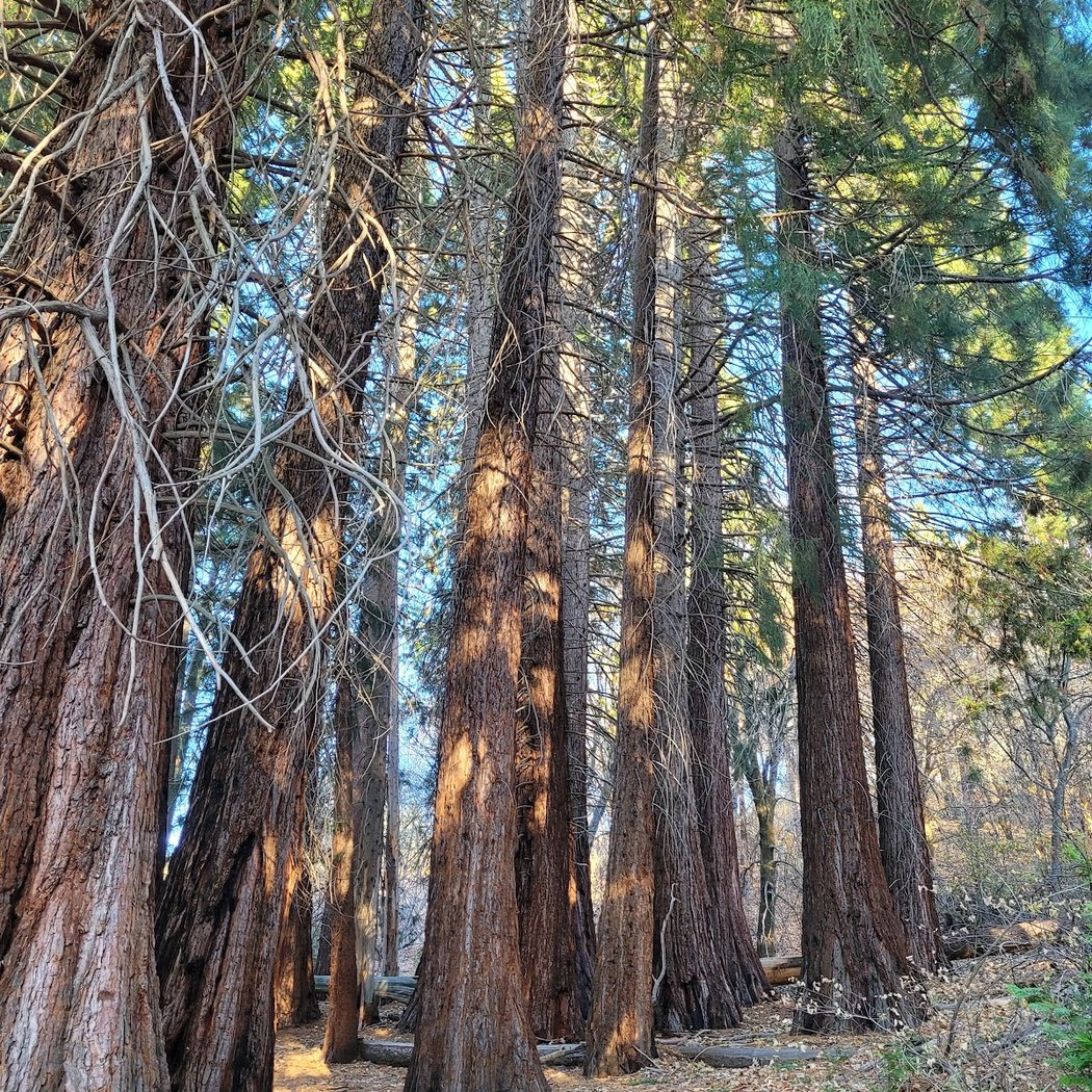 Heaps Peak Arboretum Day Use Area 1