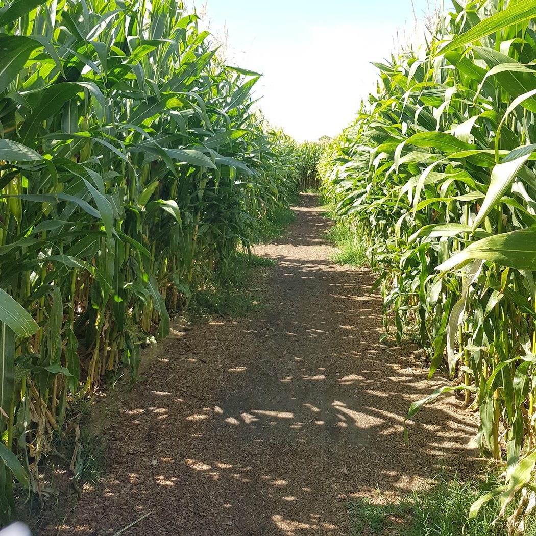 Labyrinthe de Beaugency (45) 3