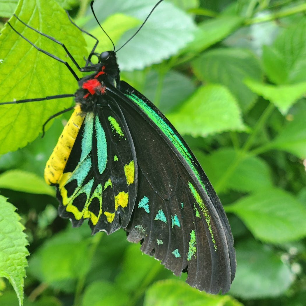 Butterfly Habitat 1
