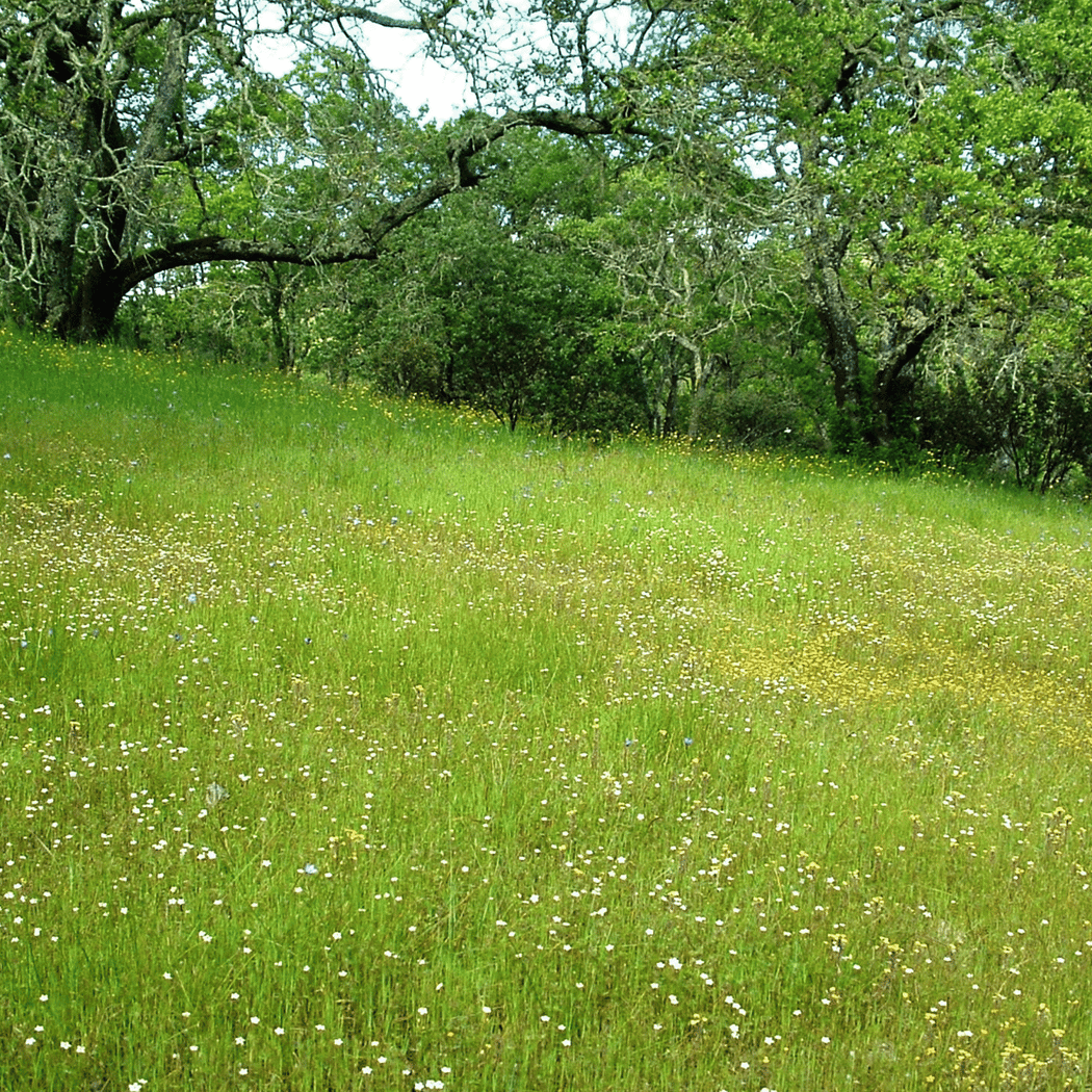 Foothill Regional Park 2