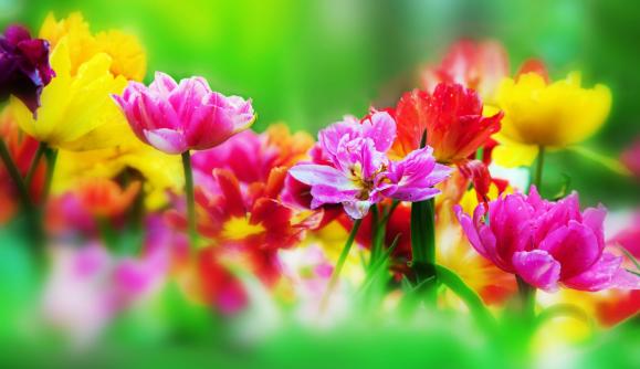 Cut Flower Gardening Class 1