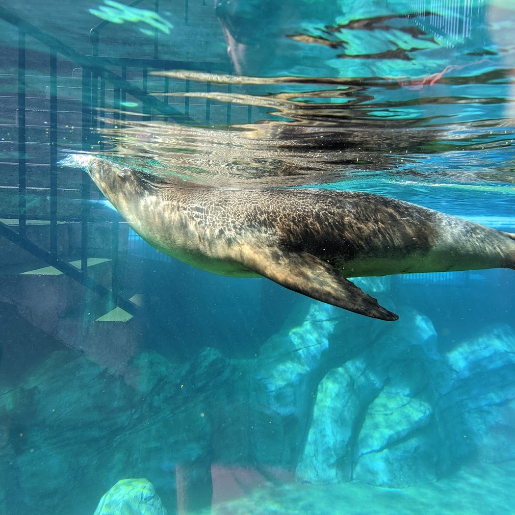 Odyssey Of Sea Lions 3