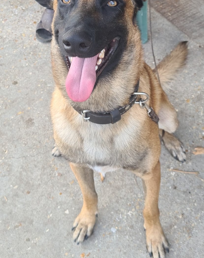 Passion Canine - Les 3s 3