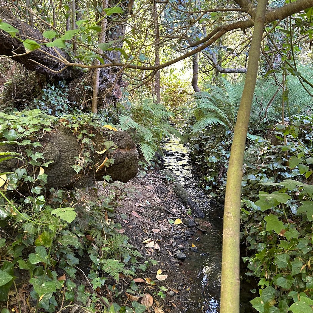 Willow Creek Restoration Site 2
