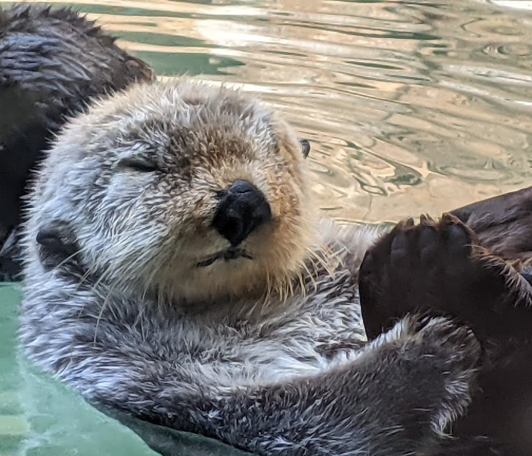 Seattle Aquarium 1