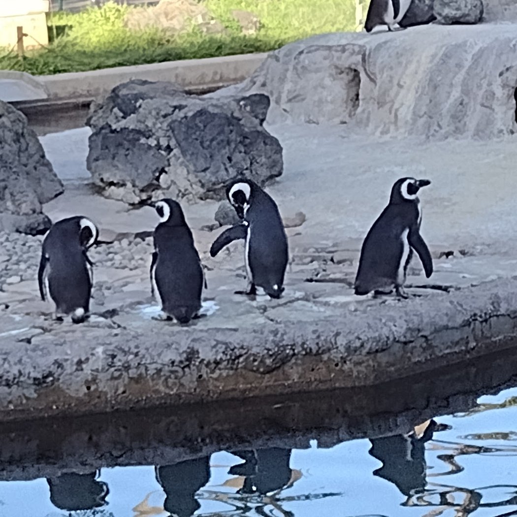 Penguin Island 3