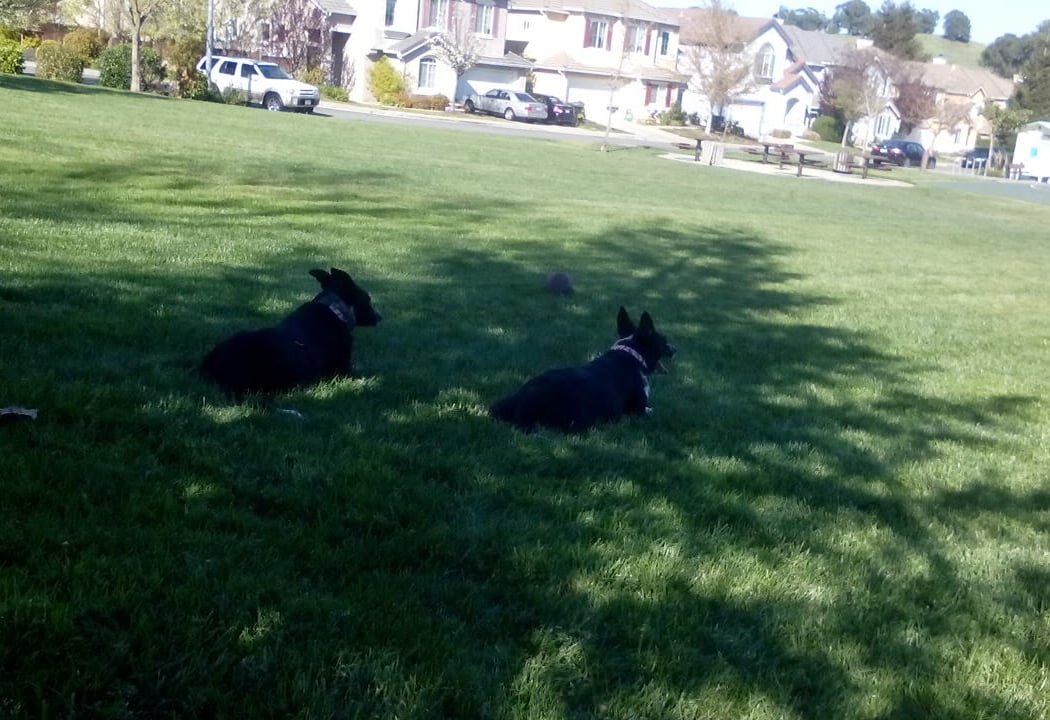 Morello School Park 3