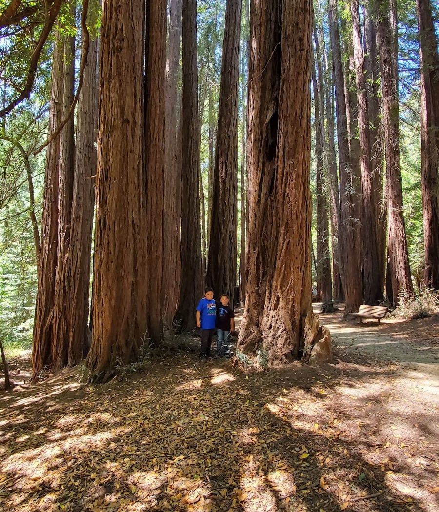 Mill Valley Fall Arts Festival 2
