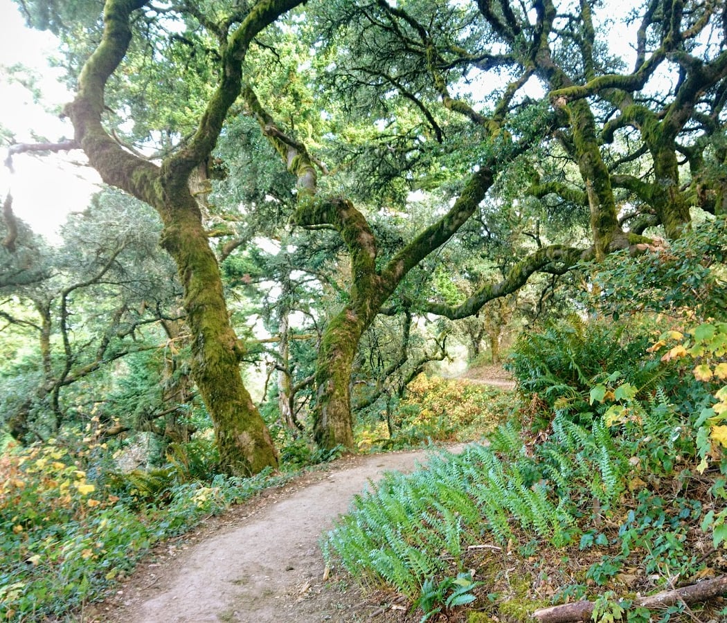 Lost Trail 1