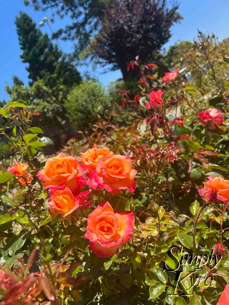 Red Morton Park 2