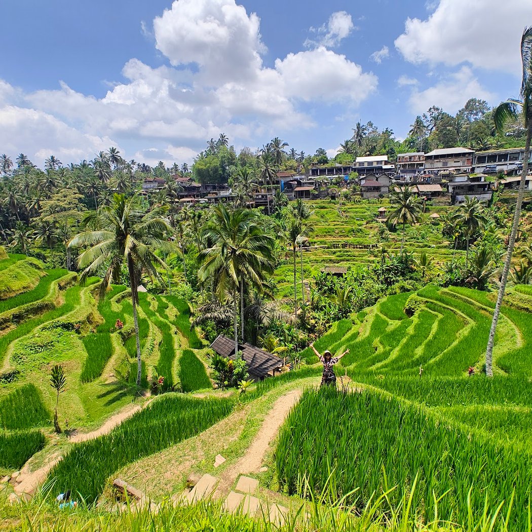 Tegallalang Rice Terrace 2