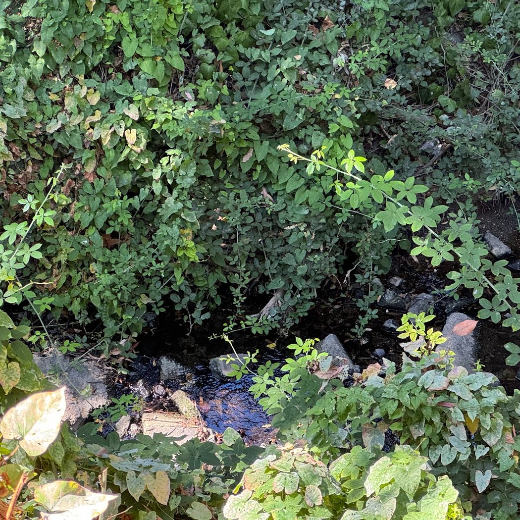 Sausal Creek 3