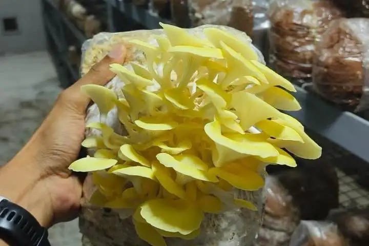 Rhythms of the Growth: Mushroom Growing By Nuvedo 1