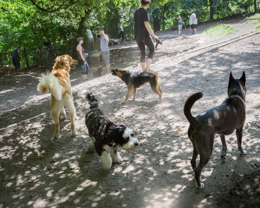 Morningside Park Dog Run 2