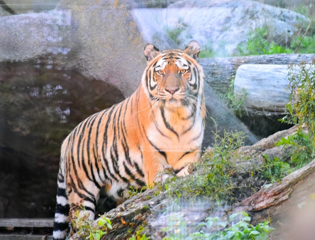 Korkeasaari Zoo 4
