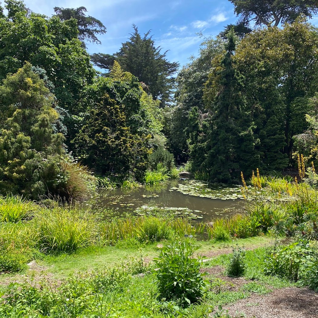 California Native Garden 1