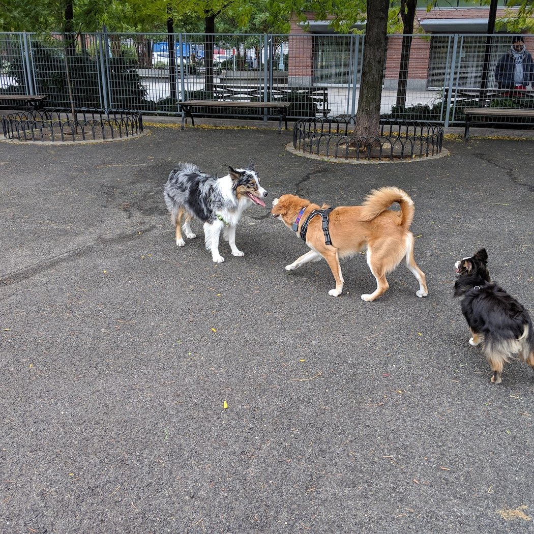 Pier 84 Dog Run 2
