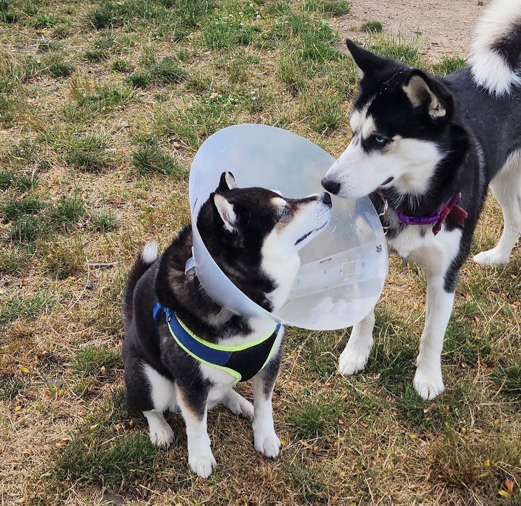 Dog Parade 1