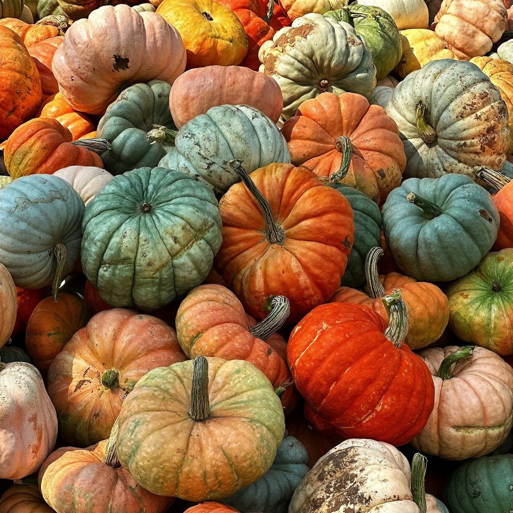 Blaser's Acres Fall Fest 1