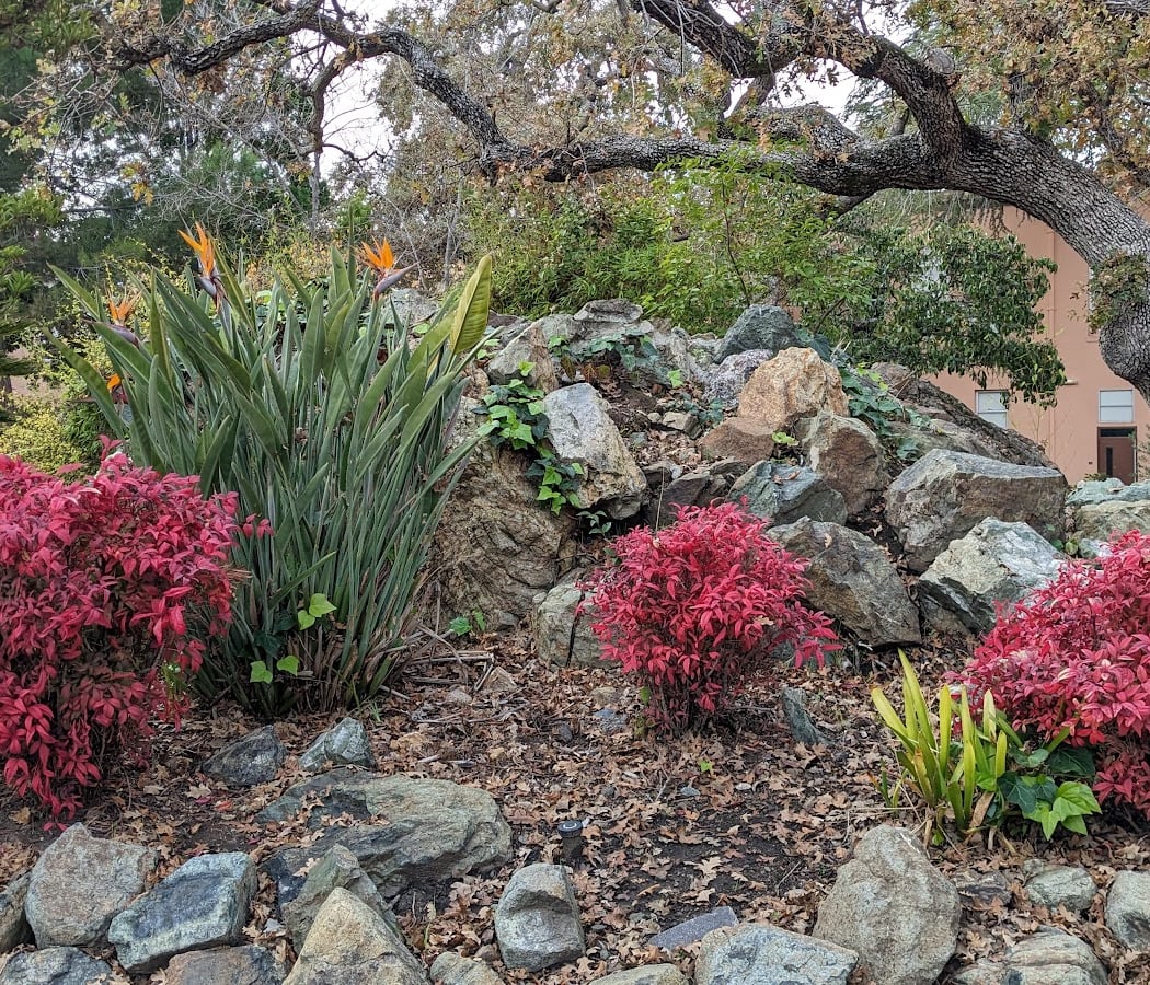 Tea Garden 3