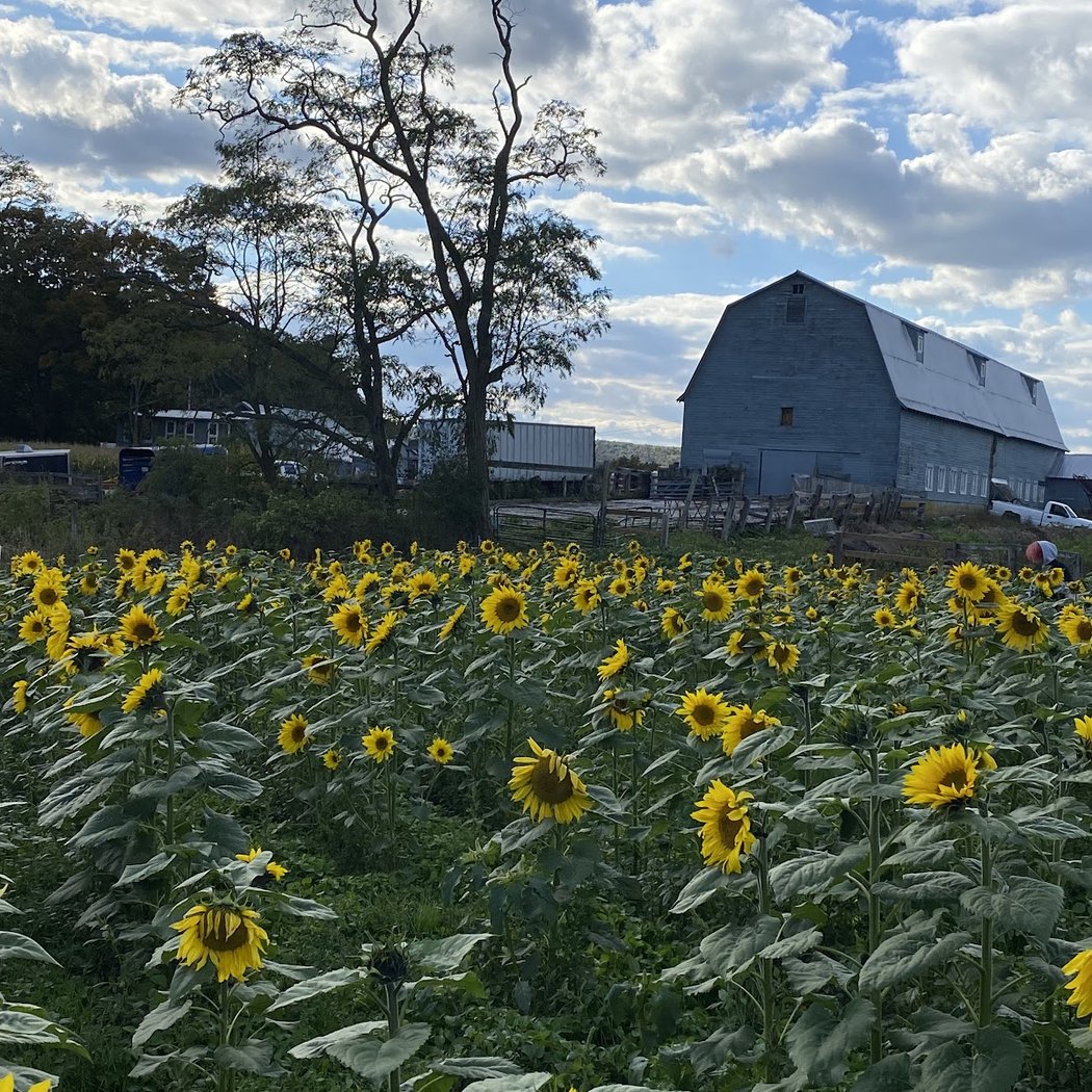 Pierson's Farm, a family place for making memories! 2