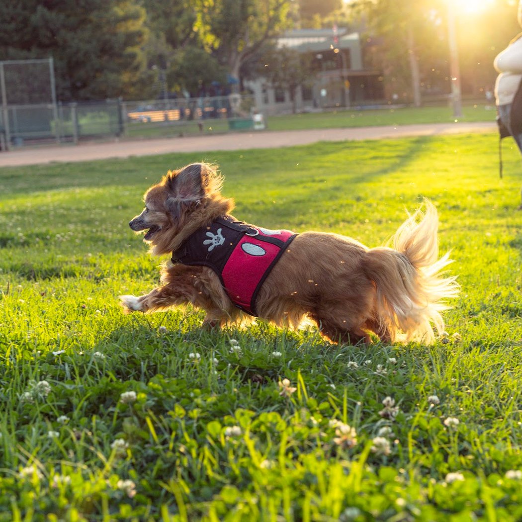San Bruno City Park (Picnic Area #12) 2
