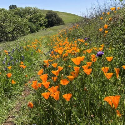 Among the Wildflowers 1