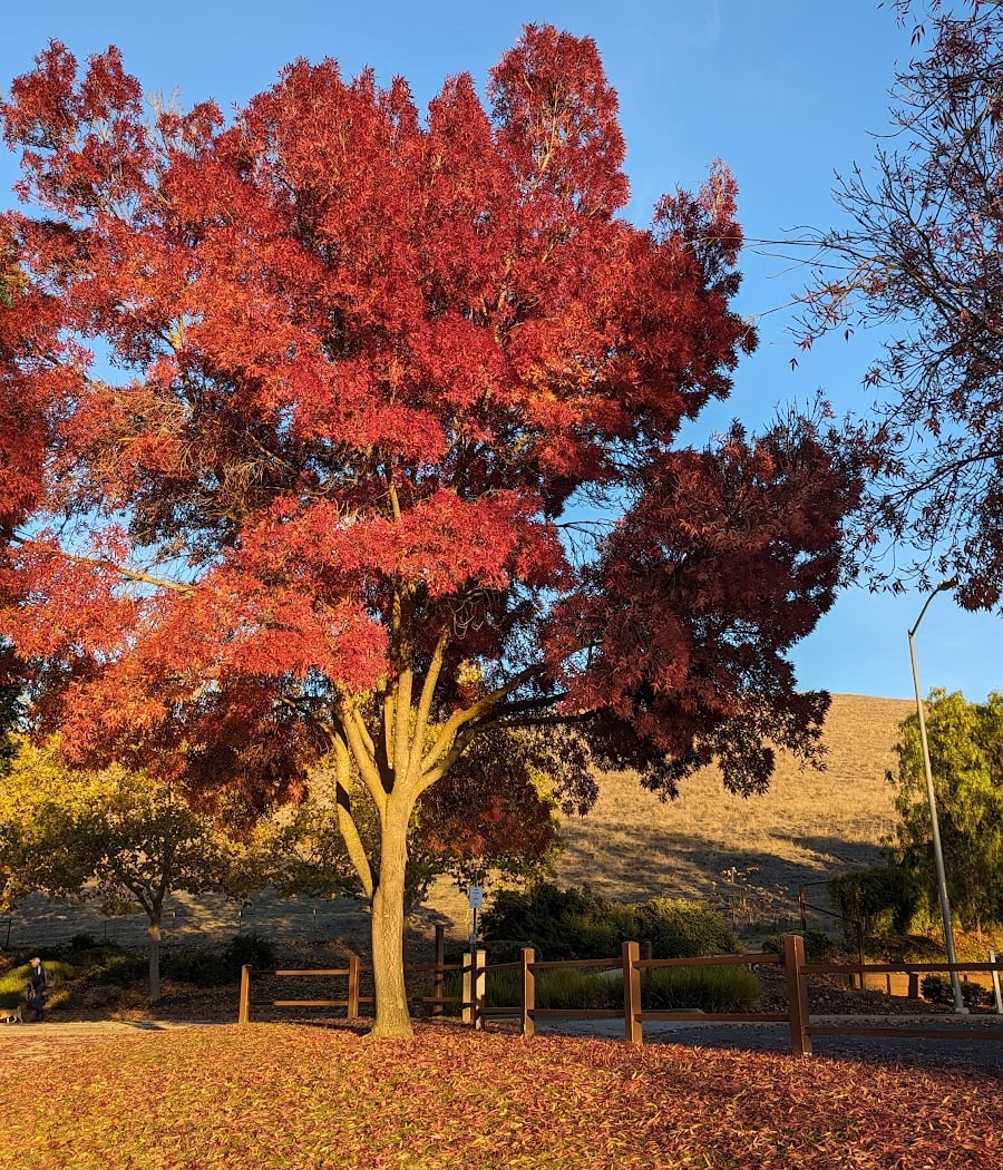 Red Willow Park 1