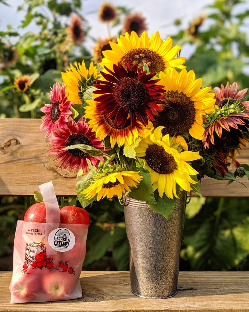 Apple & Sunflower Fest 1