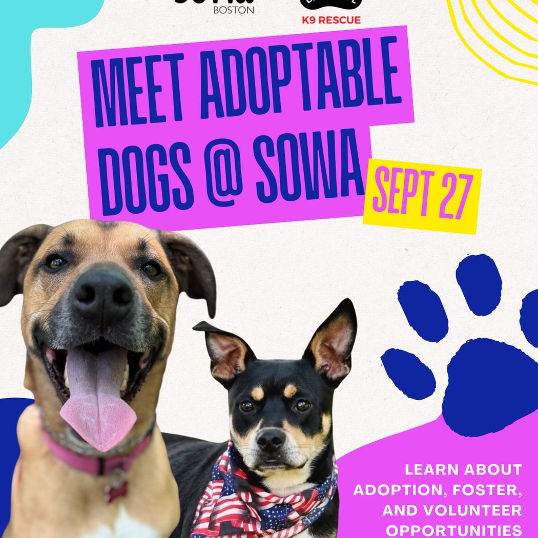 Meet Adoptable Dogs with Last Hope K9 Rescue