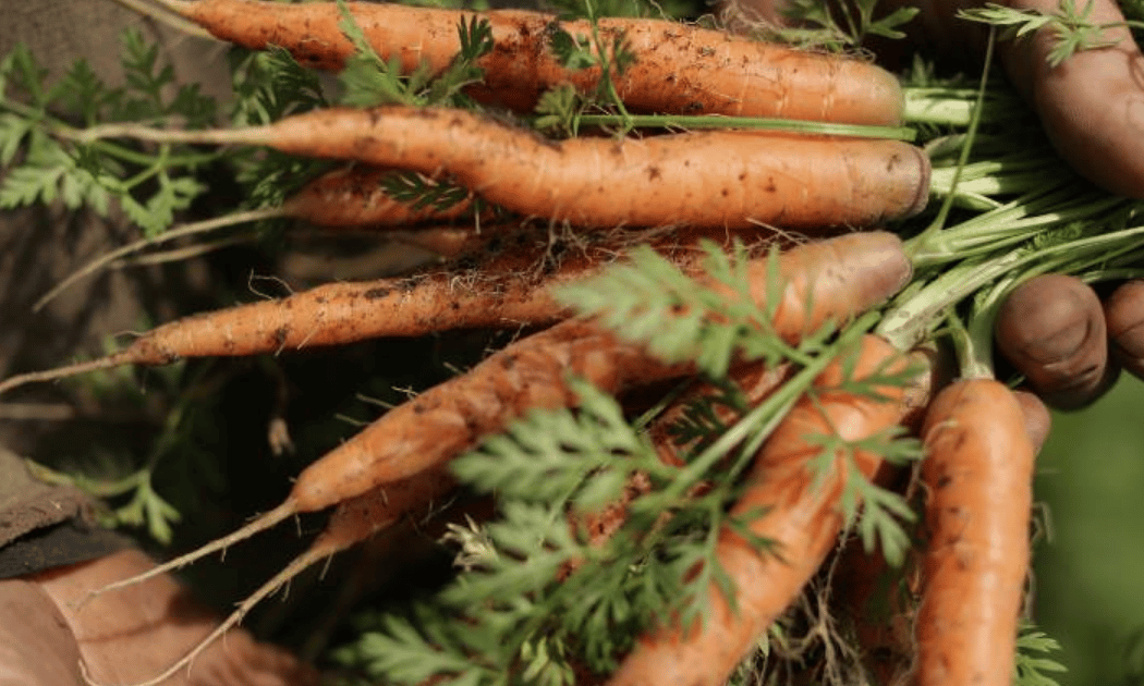 Farmers Market 3