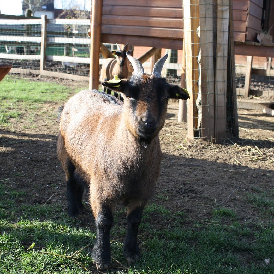 Ferme Pédagogique de Méry sur Seine 3