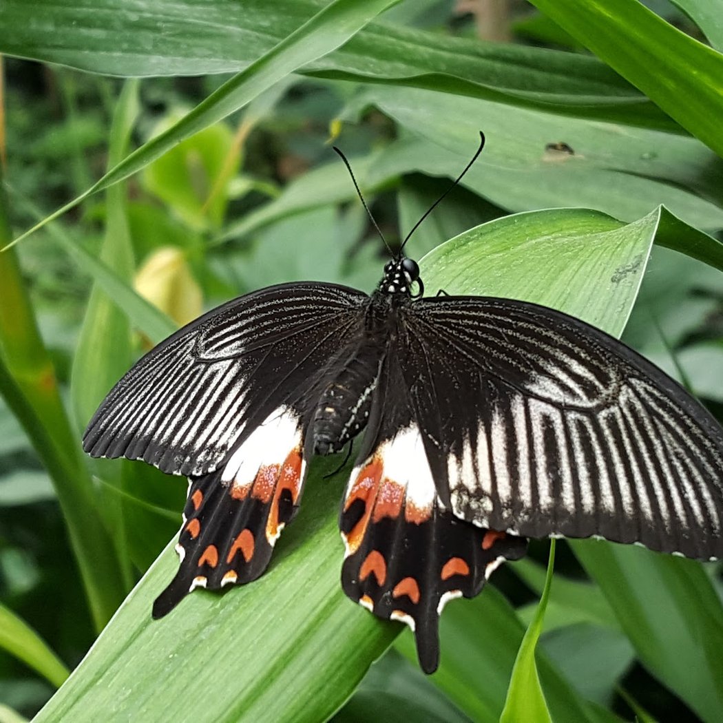 Butterfly House 3